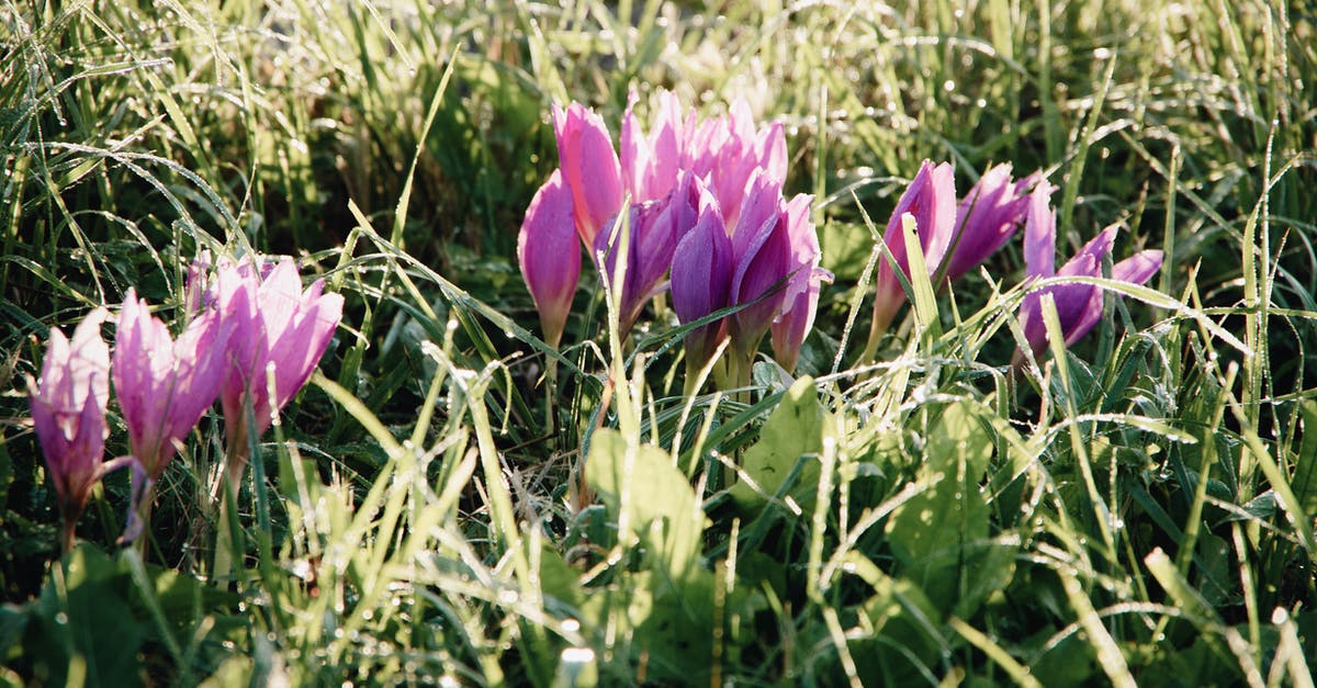 Keukenhof Garden in March - Too early? [duplicate] - Beautiful blooming flowers of purple crocus in forest against natural background in sunlight