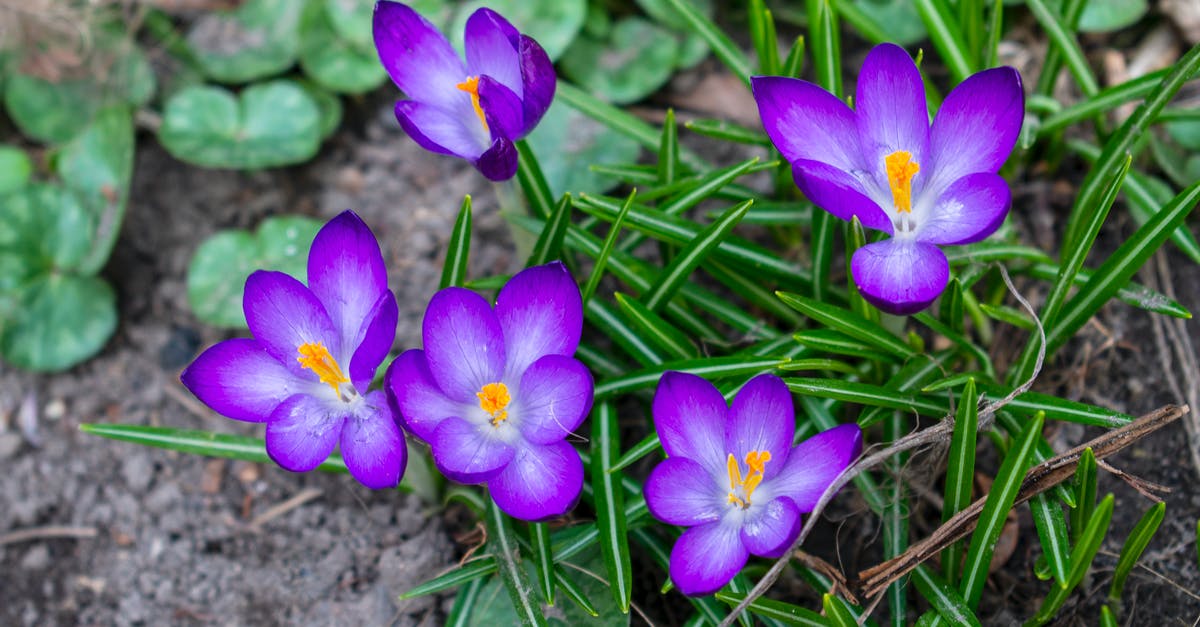 Keukenhof Garden in March - Too early? [duplicate] - Purple or violet young crocuses flowers growing in spring garden on sunny day. Many small croci flowers with yellow stamens in the fresh green grass.