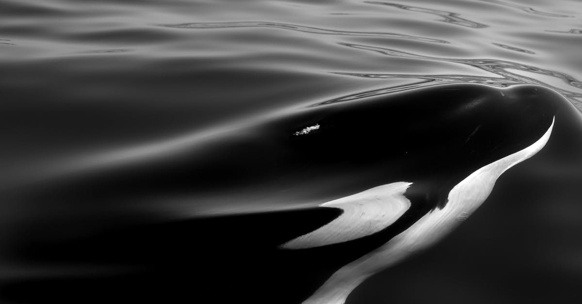 Killer Whale watching around Narvik End of October - Grayscale Photo of Body of Water