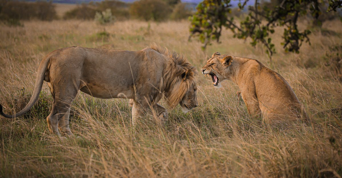 Kruger vs Serengeti [closed] - Lioness Sitting in Grass and Roaring