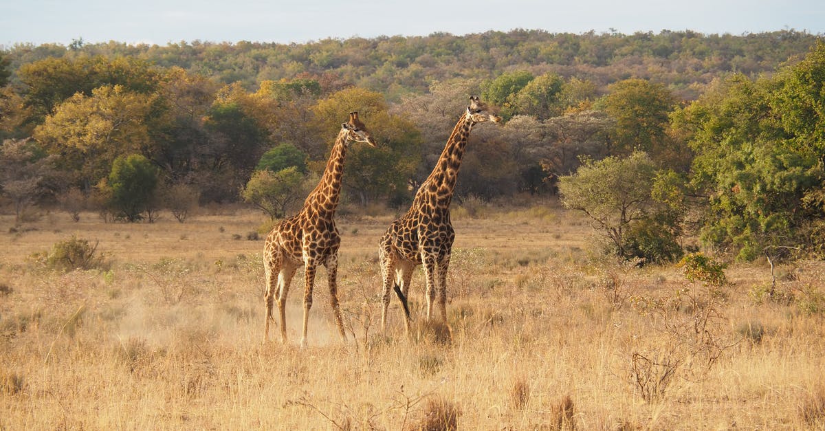 Kruger vs Serengeti [closed] - Giraffes Standing on Brown Grass Field