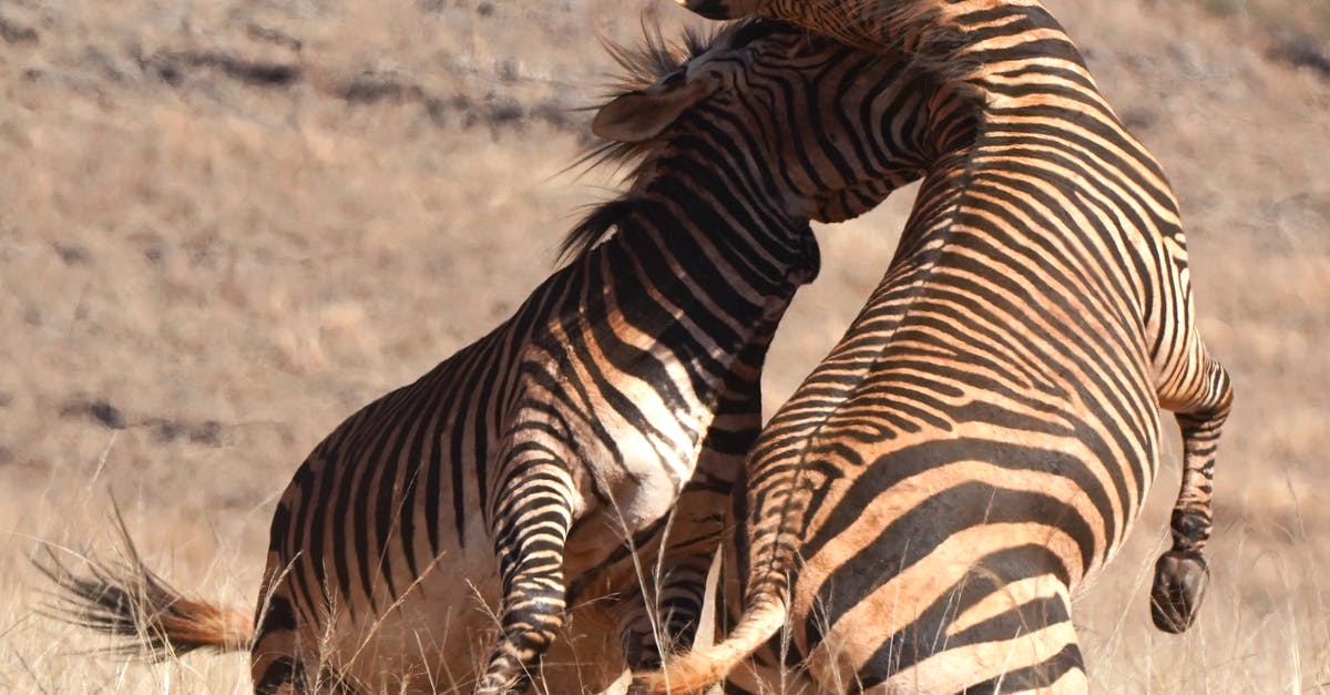 Kruger vs Serengeti [closed] - Close-up Photo of Fighting Zebras