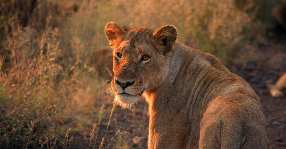 Kruger vs Serengeti [closed] - Brown Lion on Grass Field