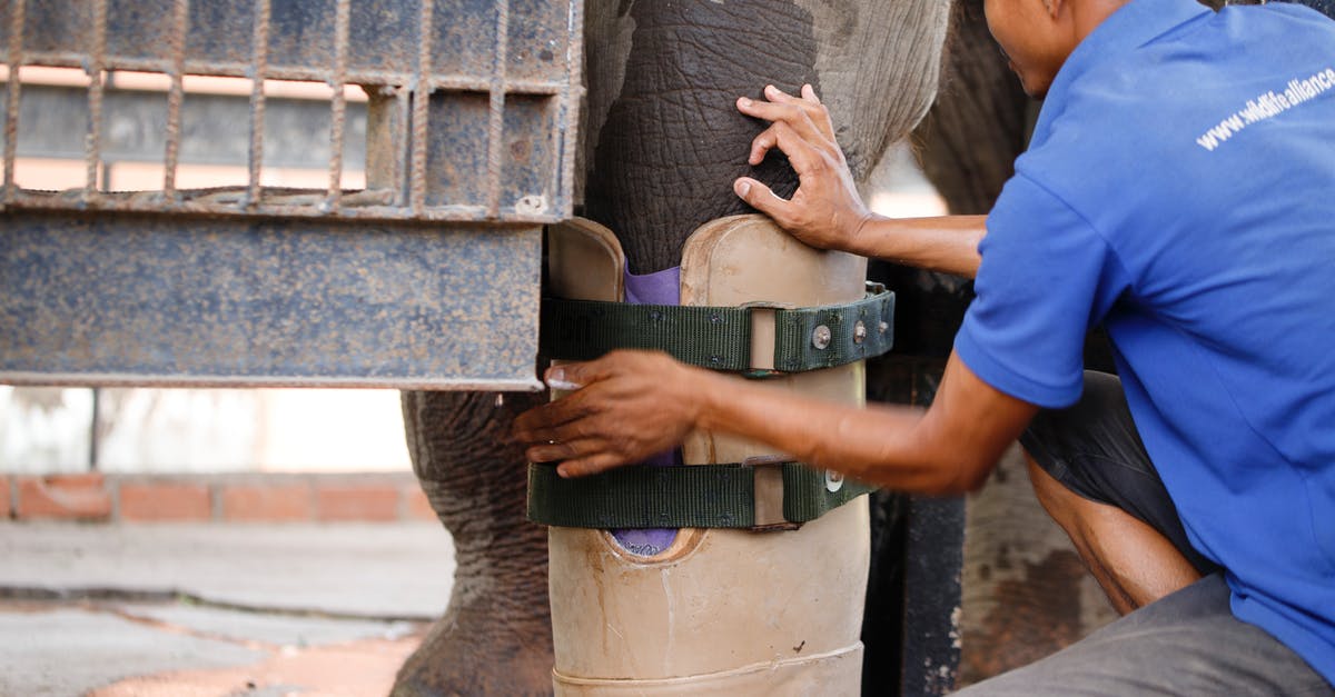 Last leg canceled, airline isn't cooperating - Free stock photo of adult, asian elephant, cambodia