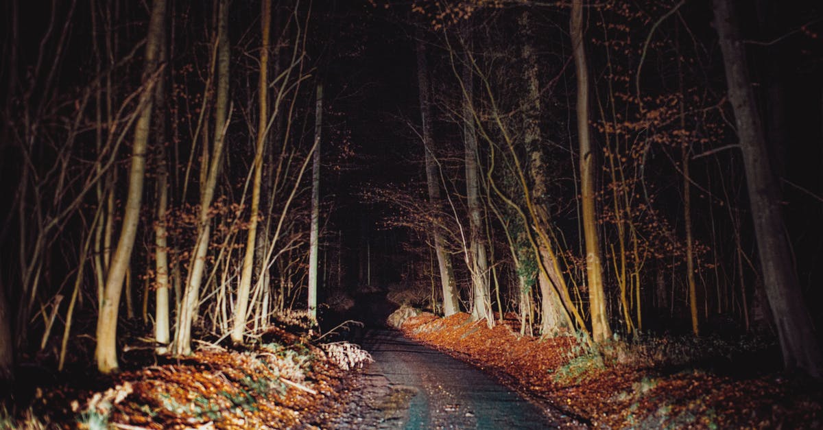 Late night travel on a Sunday in Barcelona - Narrow concrete road in spooky woods with leafless trees late at night glowing with headlights