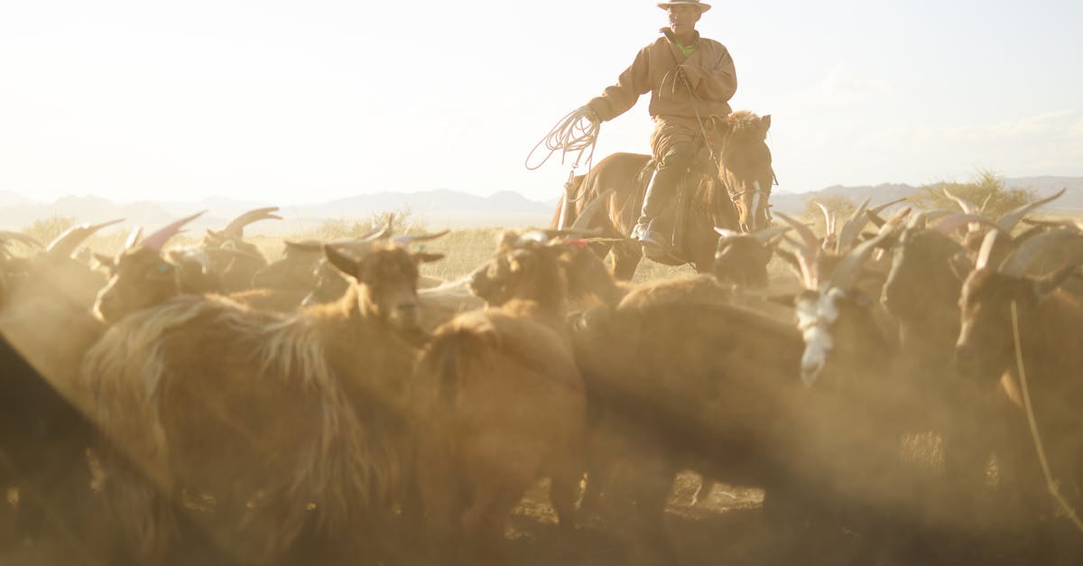 Learning Russian versus Mongolian for visiting Mongolia - Confident Mongolian cattleman in traditional cloth riding horse and chasing herd of goats with rope in prairie under blue sky with dust clouds in back lit