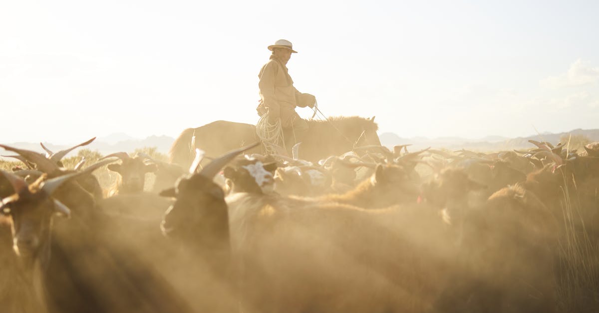 Learning Russian versus Mongolian for visiting Mongolia - Side view of professional Mongolian herdsman in traditional cloth and hat riding horse with rope in hand while grazing goats in prairie under blue sky with dust clouds in back lit
