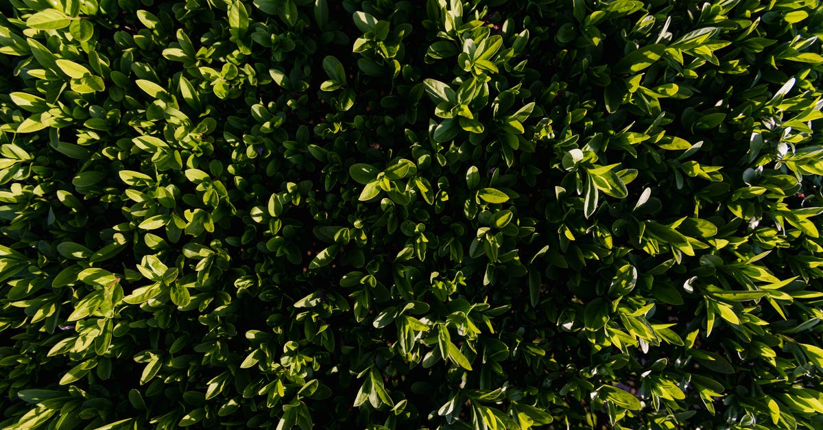 Leaving Singapore the day after visa period ends - Green leaves growing on branches in park