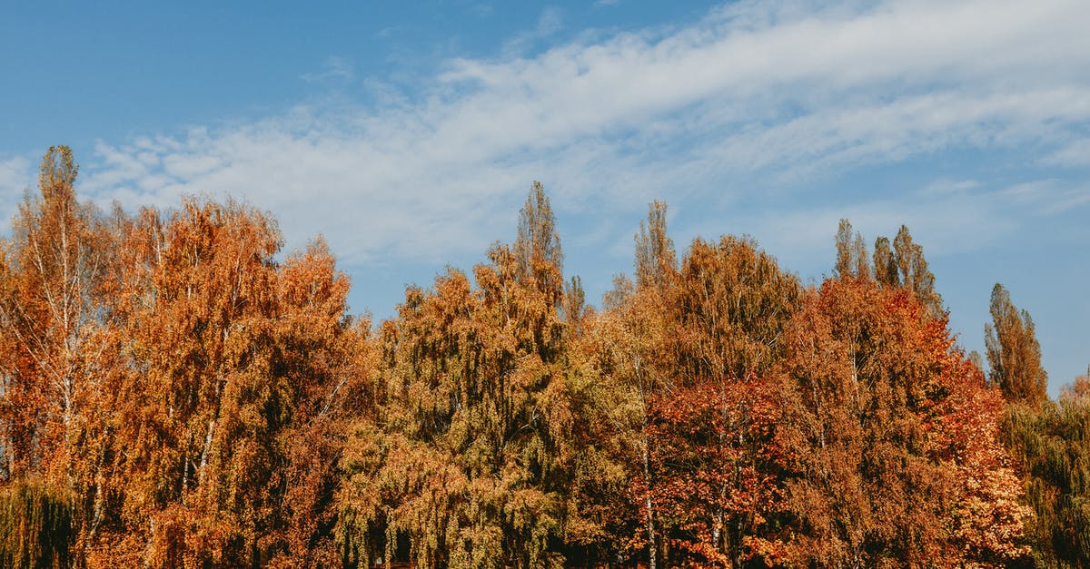 Leaving the country when applied for EAD - Autumn trees in forest in countryside