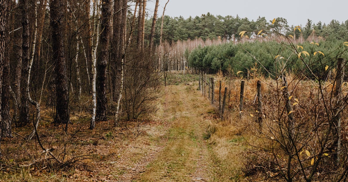 Leaving the country when applied for EAD - Green Trees Under White Sky