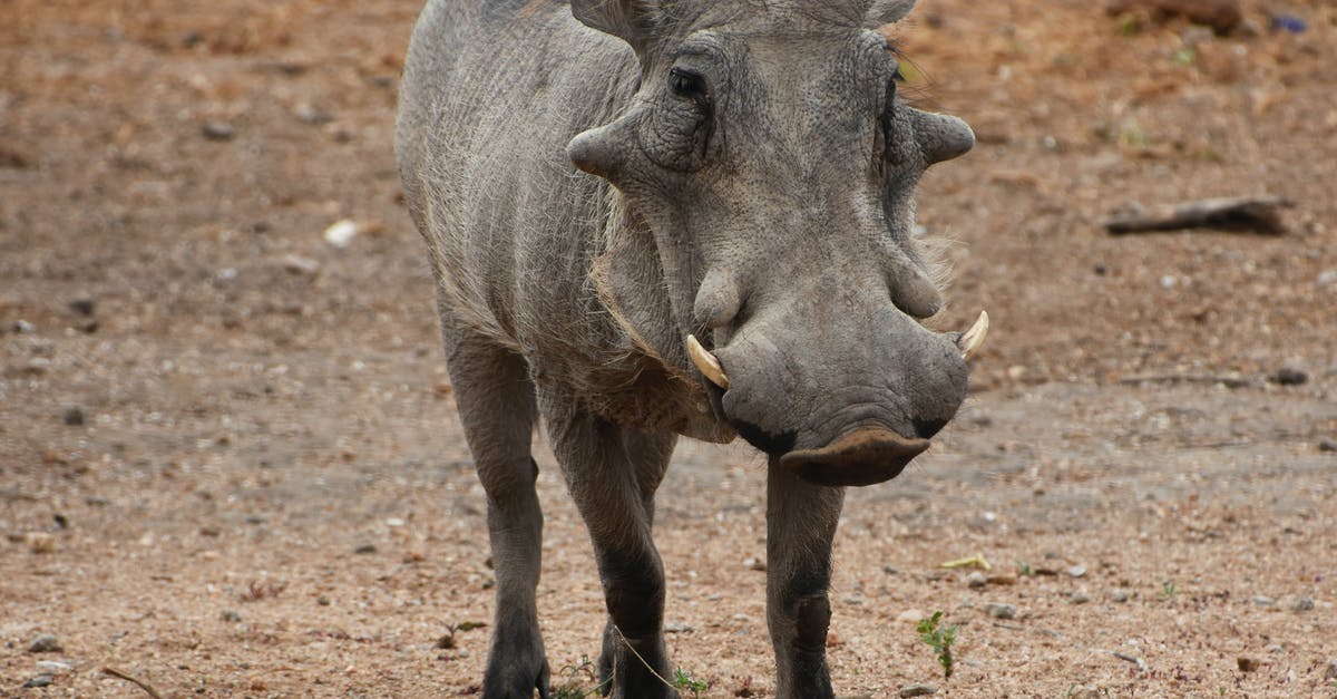 Left-luggage facility in George Airport, South Africa - Grey Rhinoceros on Brown Field