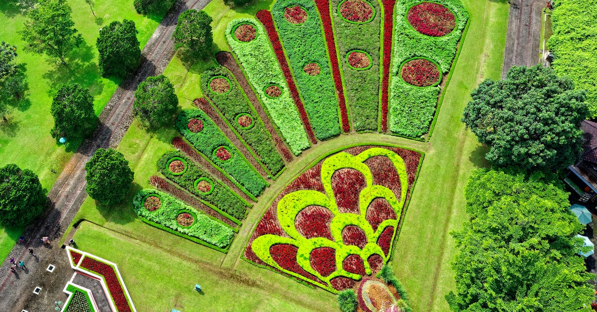 Legality of parking helpers (tukang parkir) in Indonesia - Peacock Designed Garden