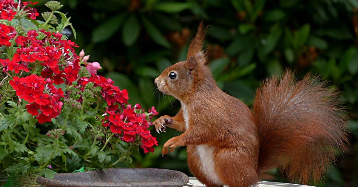 Little Uk standard visitor Visa clarification - Red Squirrel on Brown Table Top