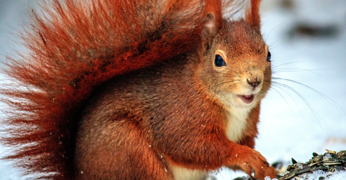 Little Uk standard visitor Visa clarification - Brown Squirrel Above Snow at Daytime in Selective Focus Photo