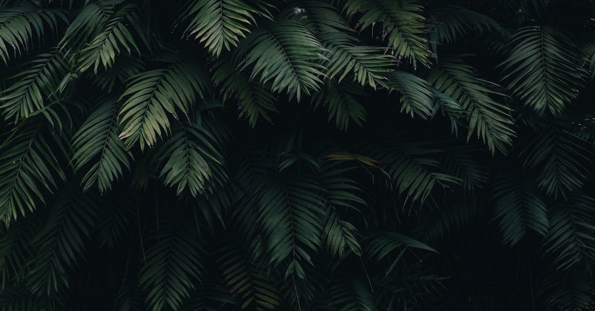 Location of photo used for Windows 10 desktop background? [duplicate] - Green Leaves