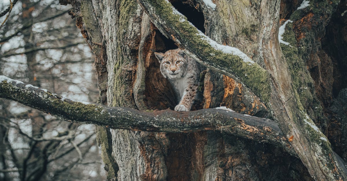 Lonely Planet: pocket version or the big version? - Lynx on branch in forest near hole in tree