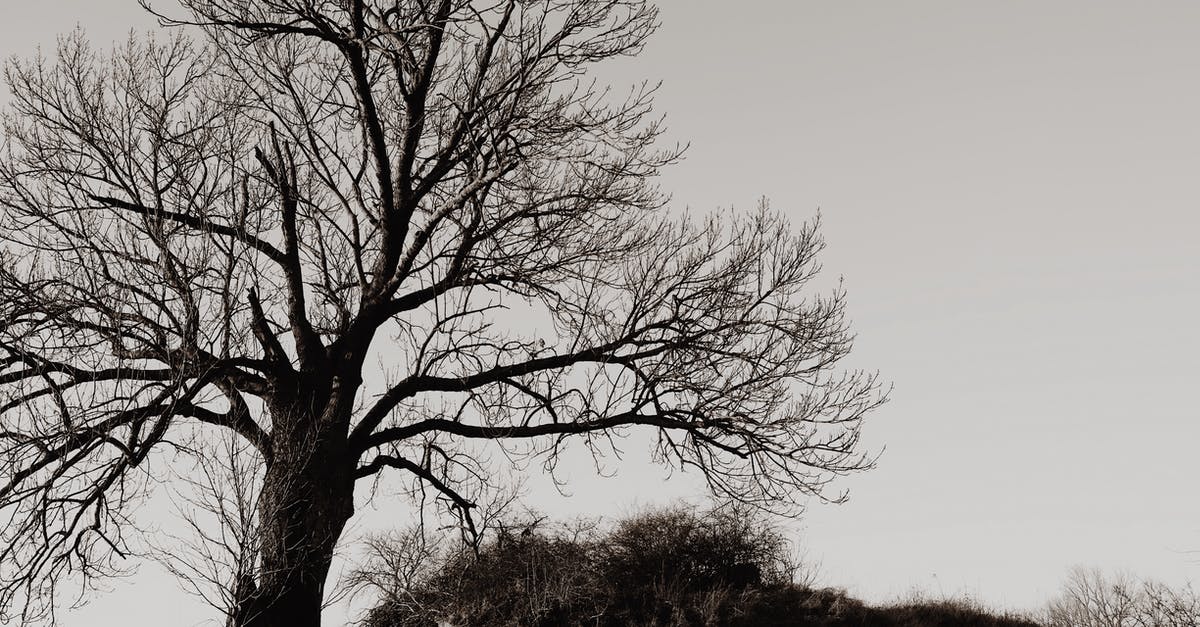 Lonely Planet: pocket version or the big version? - High leafless tree under sky in countryside