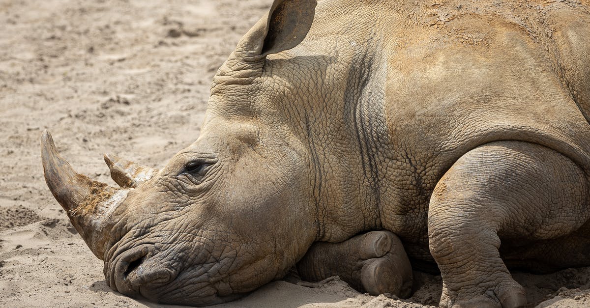 Lonely Planet: pocket version or the big version? - Lonely aged rhinoceros lying on ground with sand resting in capture of zoo