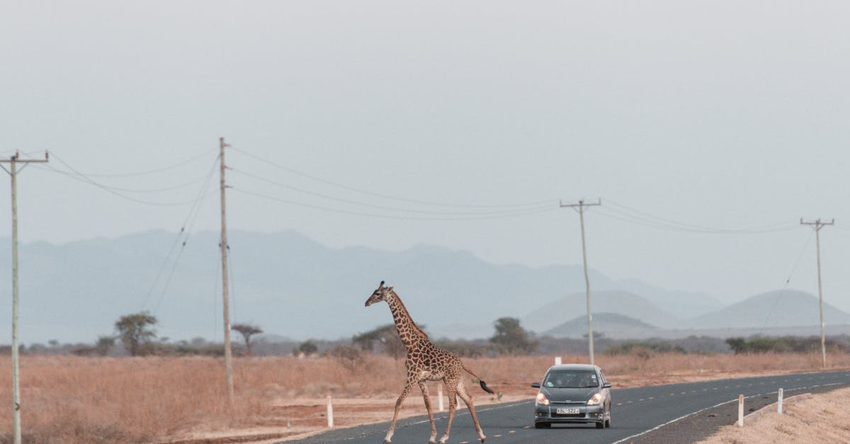 Long layover in Heathrow - Giraffe on Road