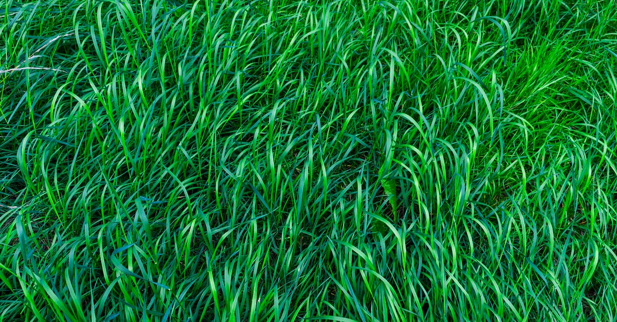 Long term Schengen visa - Shallow Focus Photo of Green Grass Field