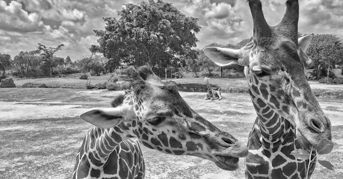 Long term travel and first aid knowledge [closed] - Giraffe's Head Close to Another Giraffe's Neck