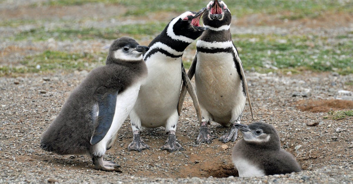 Long-term travel with a 3-month-old baby through a country? [closed] - Two White-and-black Adult Penguins Near Two Penguin Chicks