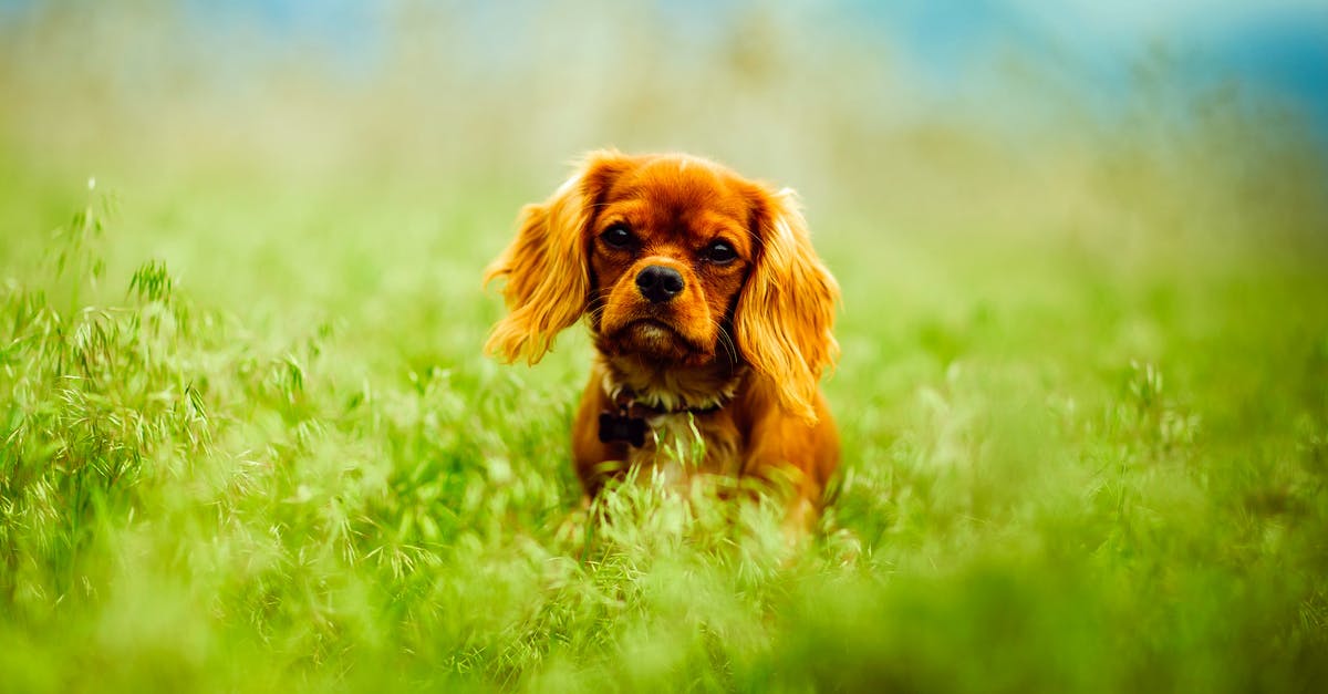 Looking for meadows in December [closed] - Dog on Grass