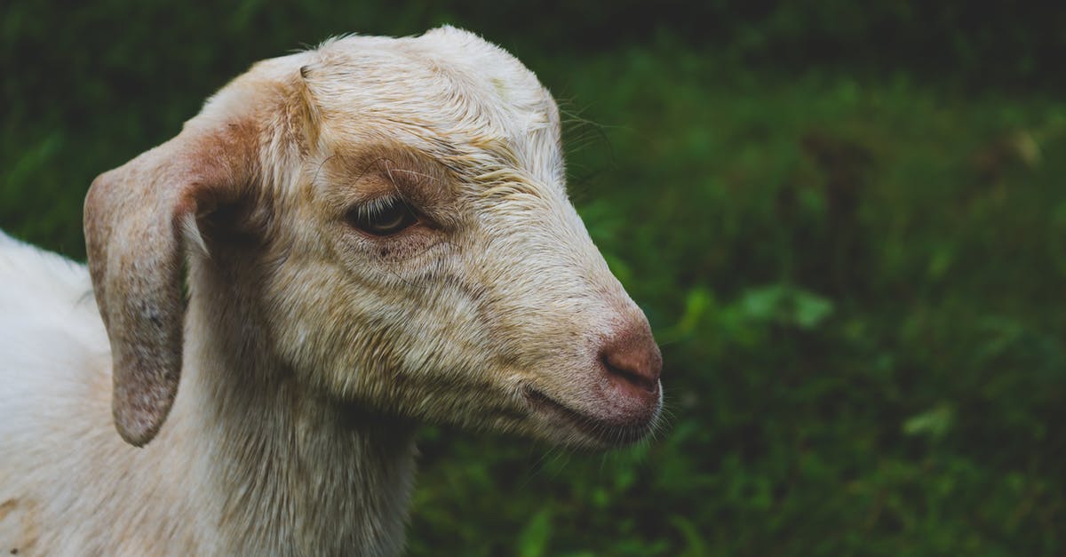 Looking for meadows in December [closed] - White Goat in Shallow-focus Shot