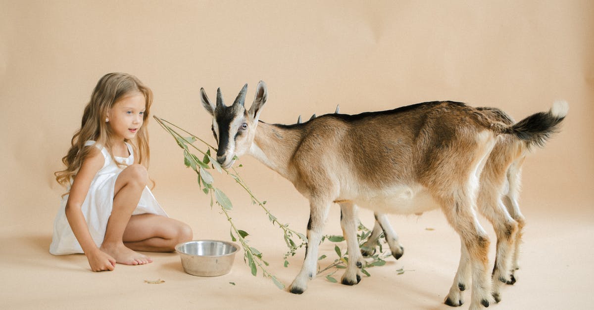 Looking for POIs - Girl in Pink Shirt Feeding Brown and White Deer