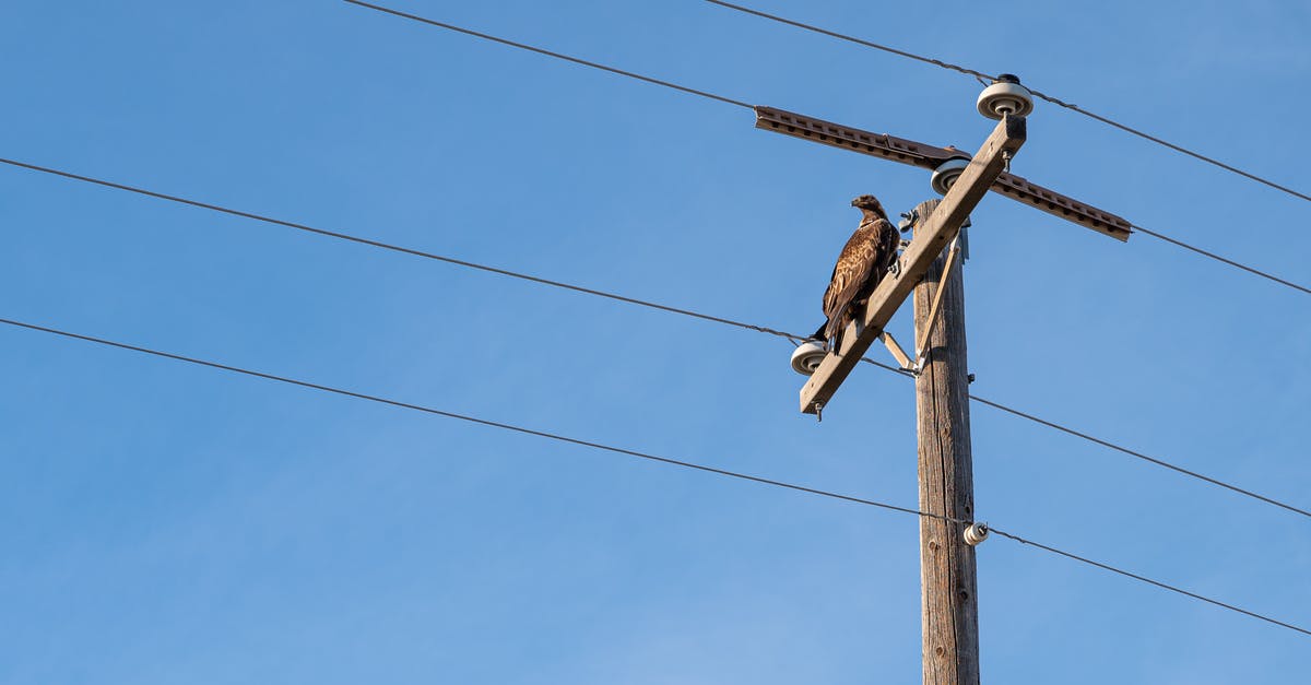 Lounge access when flying from Chongqing to Hong Kong? - Low angle of small adult Jackal buzzard with brown highlighted plumage looking away while relaxing on utility pole between long thin wires under vivid blue sky in sunlight