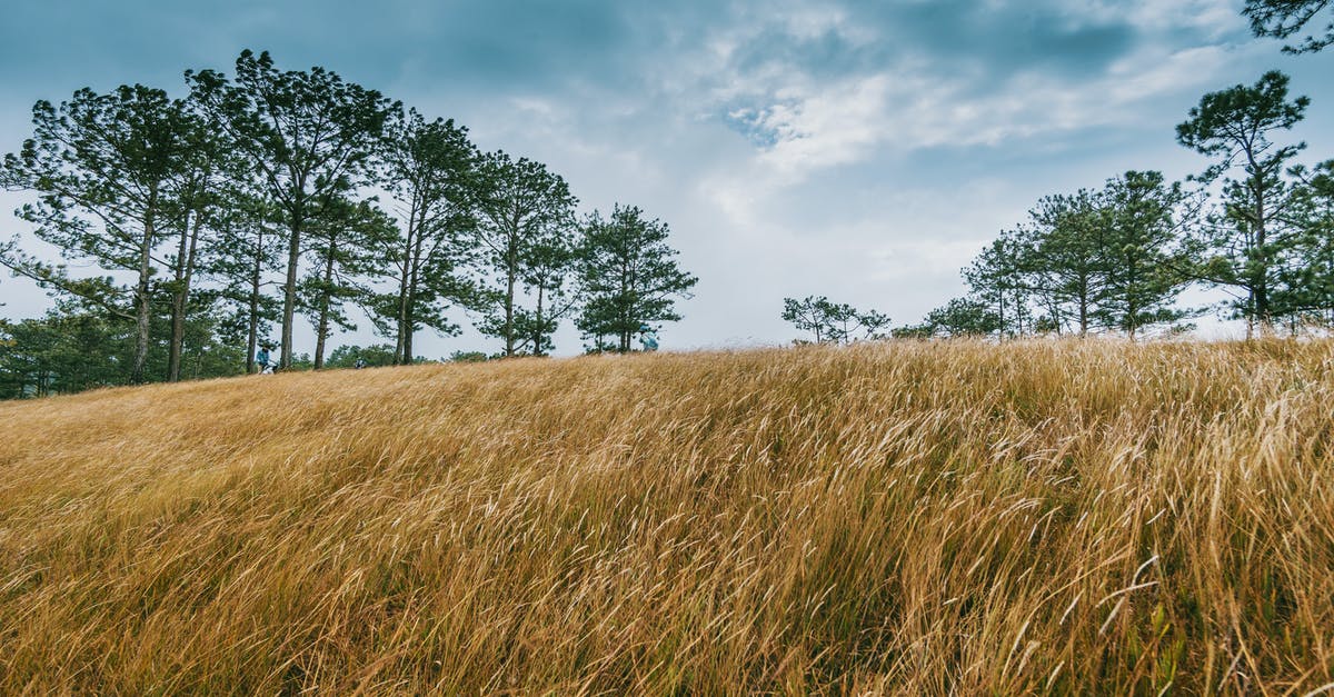 Low cost airfare for each country [closed] - Wide Brown Grass Field Surrounded by Trees