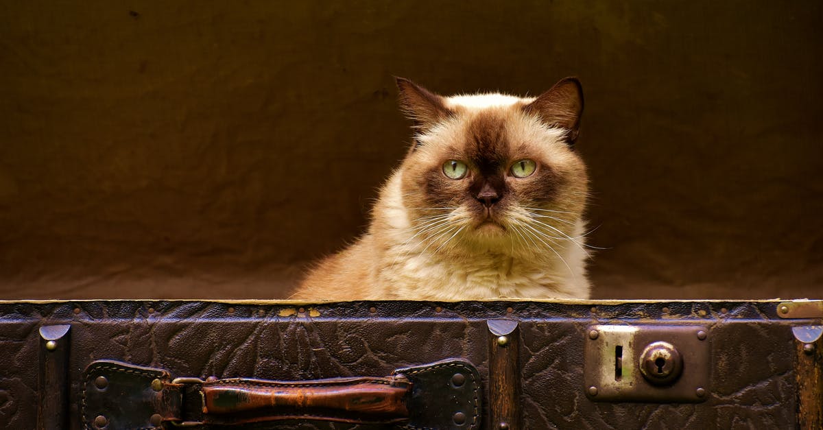 luggage and immigration [closed] - Siamese Cat