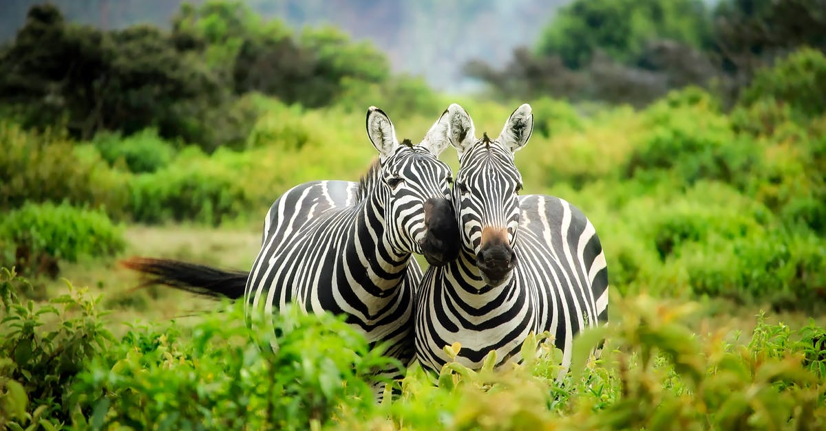 Machu Picchu in April: to reserve a tour or not to reserve? - Zebras on Zebra