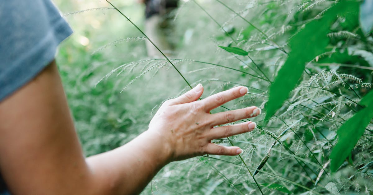 Malaria pills needed for jungle trip in Chiang Mai? - Crop faceless female in t shirt touching delicate green plants during hiking trip in woods on sunny day