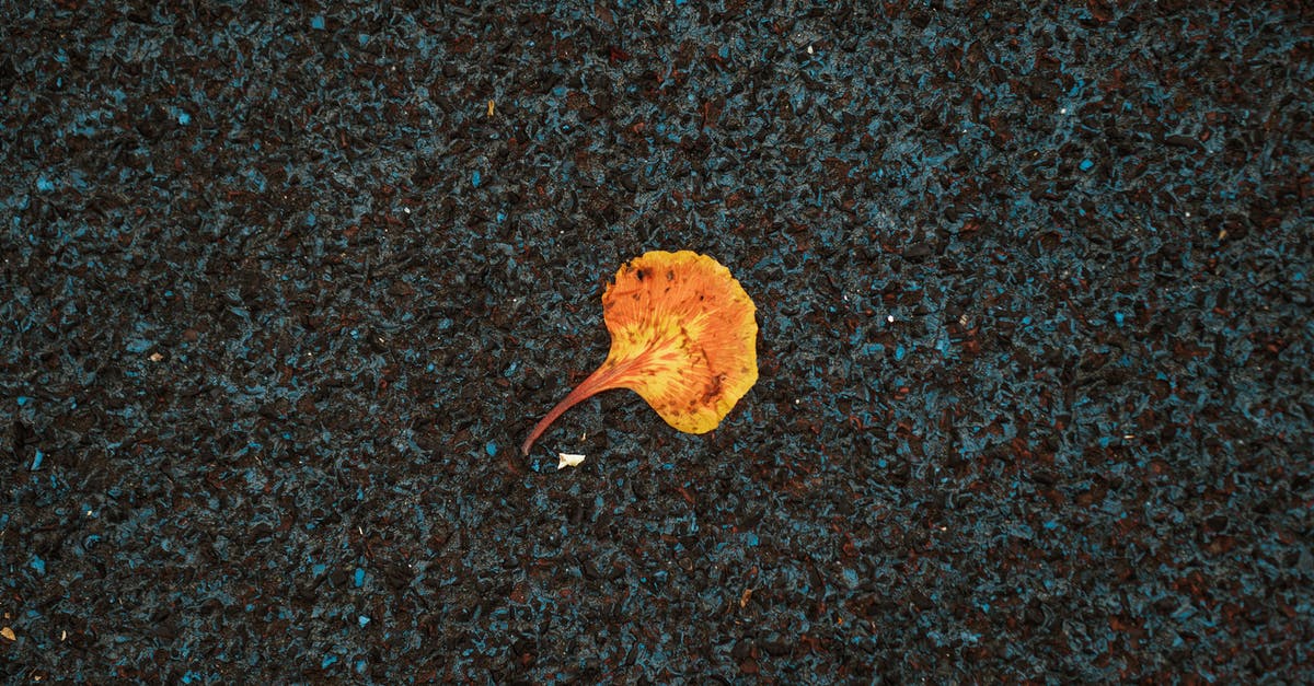 Manchester to Sheffield and back in a single day - Autumn fading leaf on dark pavement