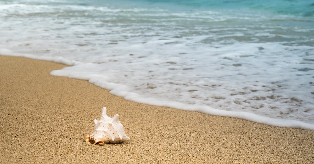 Manchester to Sheffield and back in a single day - Single shell placed on smooth sand and clear blue calm sea with small foamy wave in sunny day