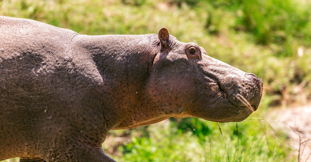 Manchester to Sheffield and back in a single day - Cute hippopotamus walking in savanna