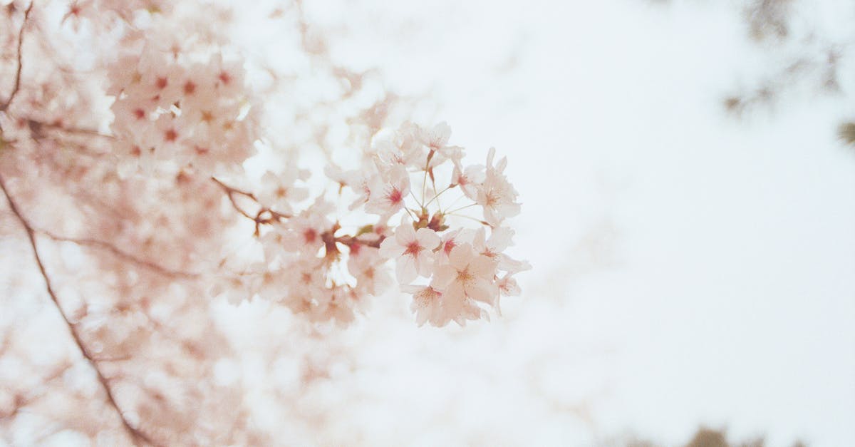 Meet a master swordsmith in Japan - Selective Focus Photography of Cherry Blossoms