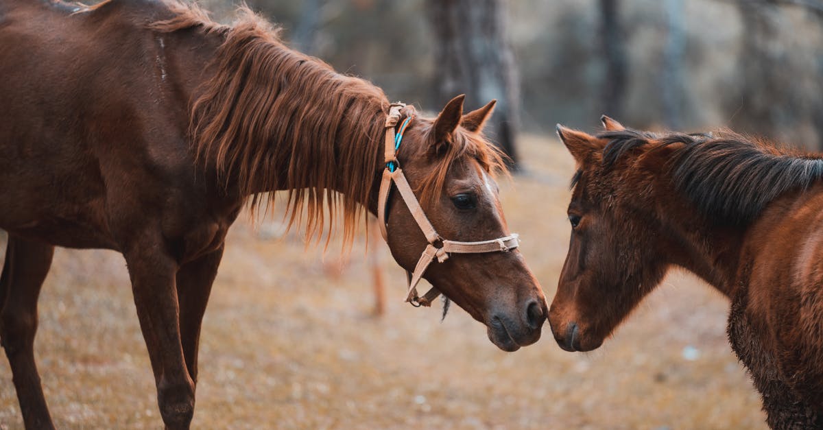 Meet locals in Edinburgh - Two Brown Horses