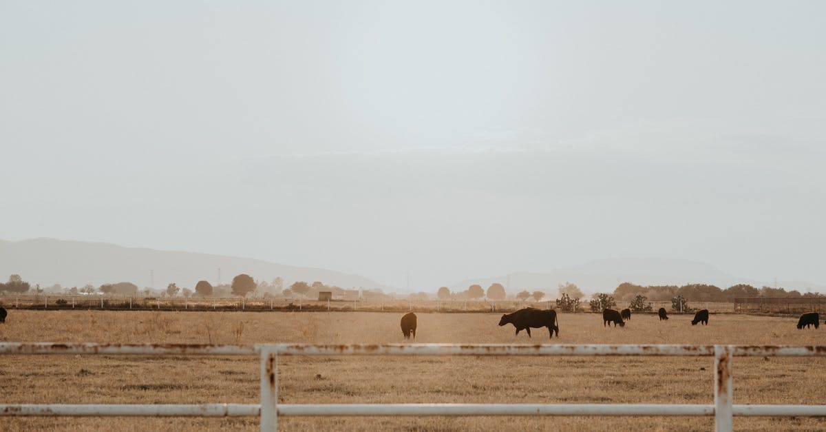 Mexico land crossing - Photo of Cows on Grass Field