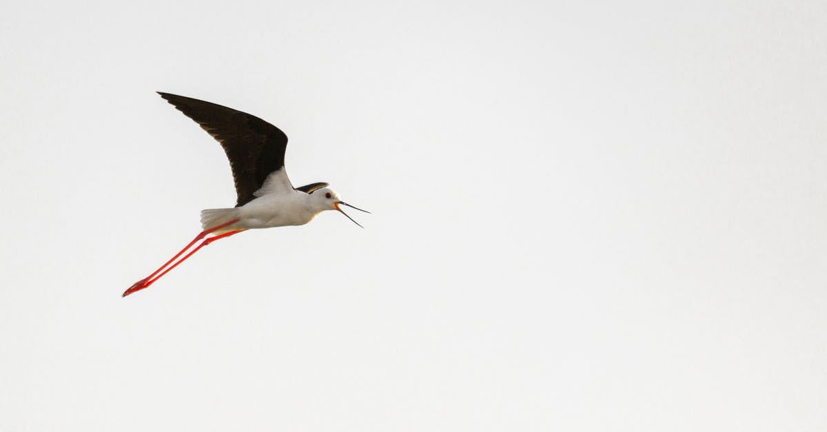 Middle name missing on flight reservation, can I still fly? - Black and White Stork Flying Under White Sky