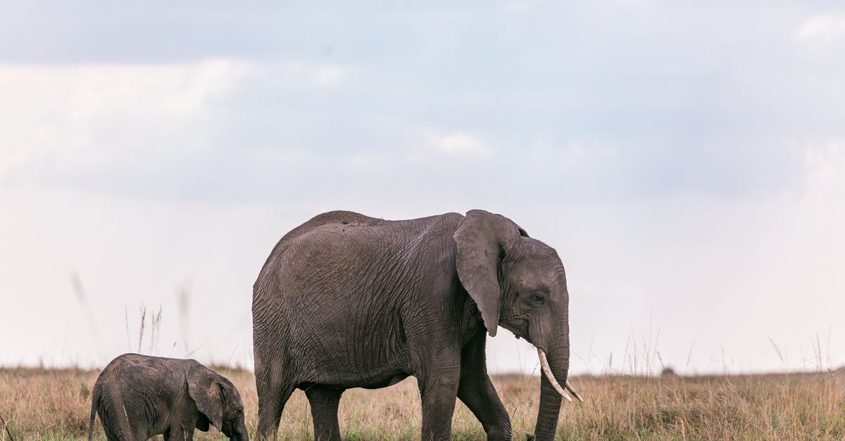 Minors obtaining Visa when parent lives in another country - Elephants strolling on field in nature