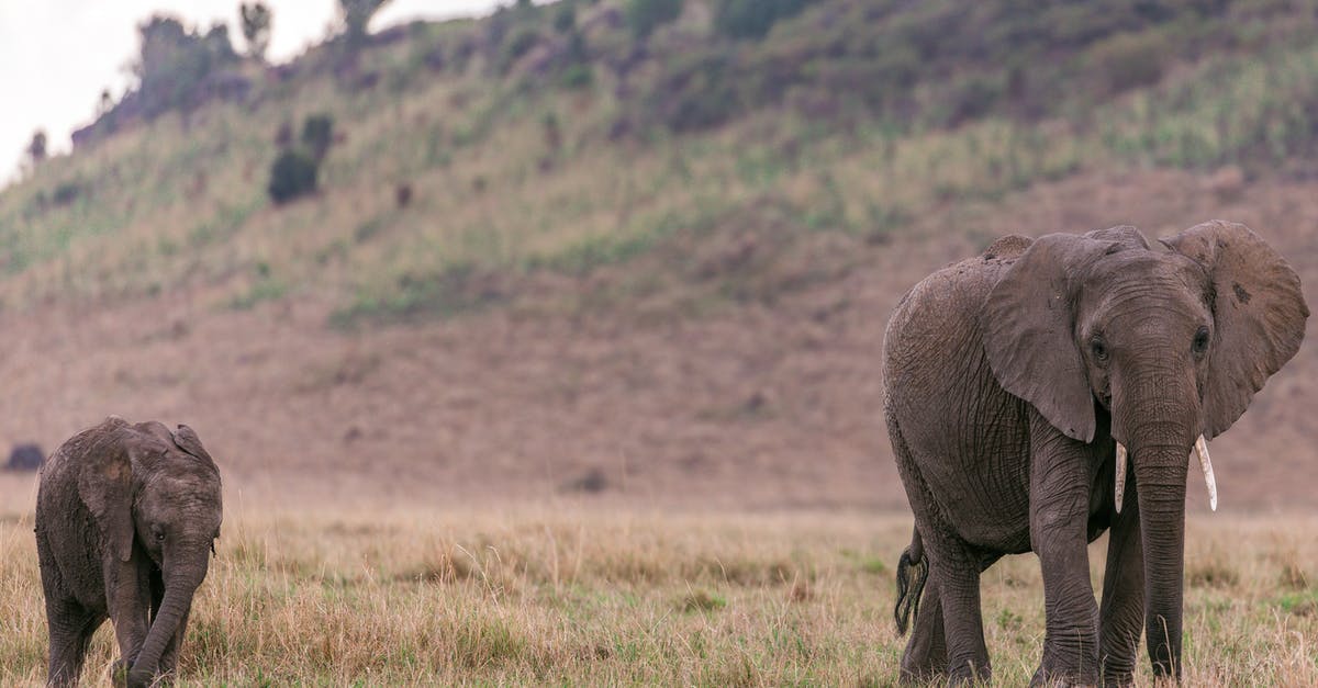 Minors obtaining Visa when parent lives in another country - Mother elephant with elephant calf walking in grass in savanna on field near hill