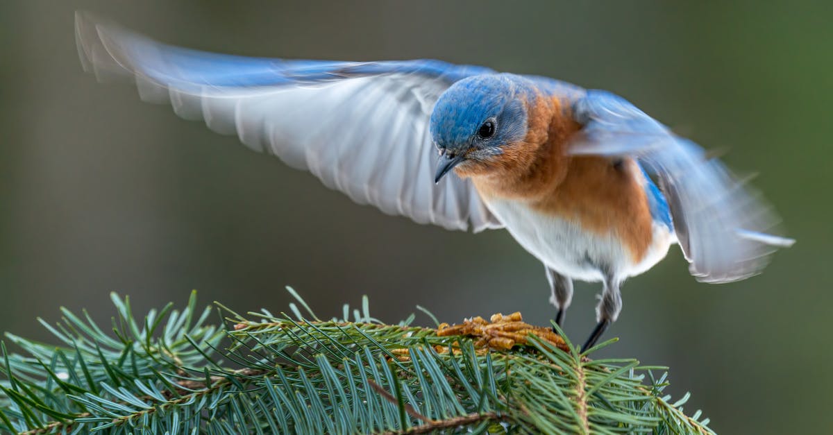 Missing a flight when transferring from JFK to LGA - Colorful male specie of eastern bluebird starting flight