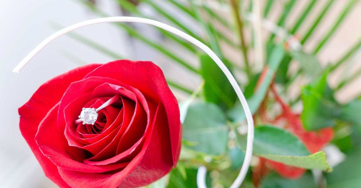 Monday Silver Anniversary in Texas, need ideas [closed] - Red Rose Flower