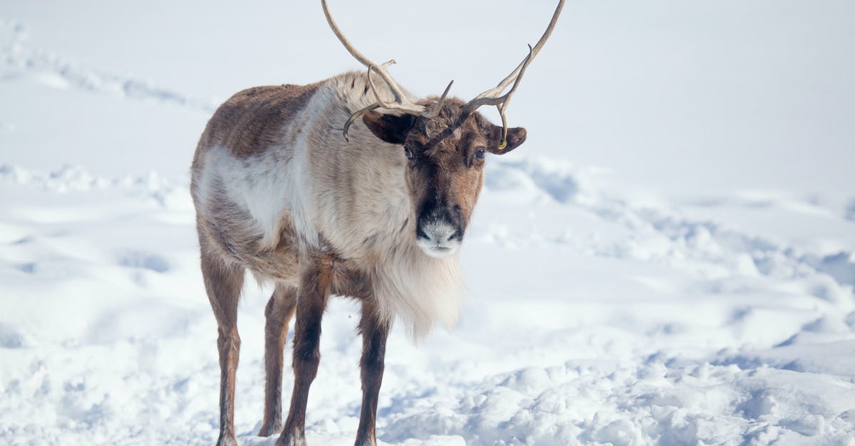 Moose horn from Sweden to UK? - Photo of Reindeer on Snow