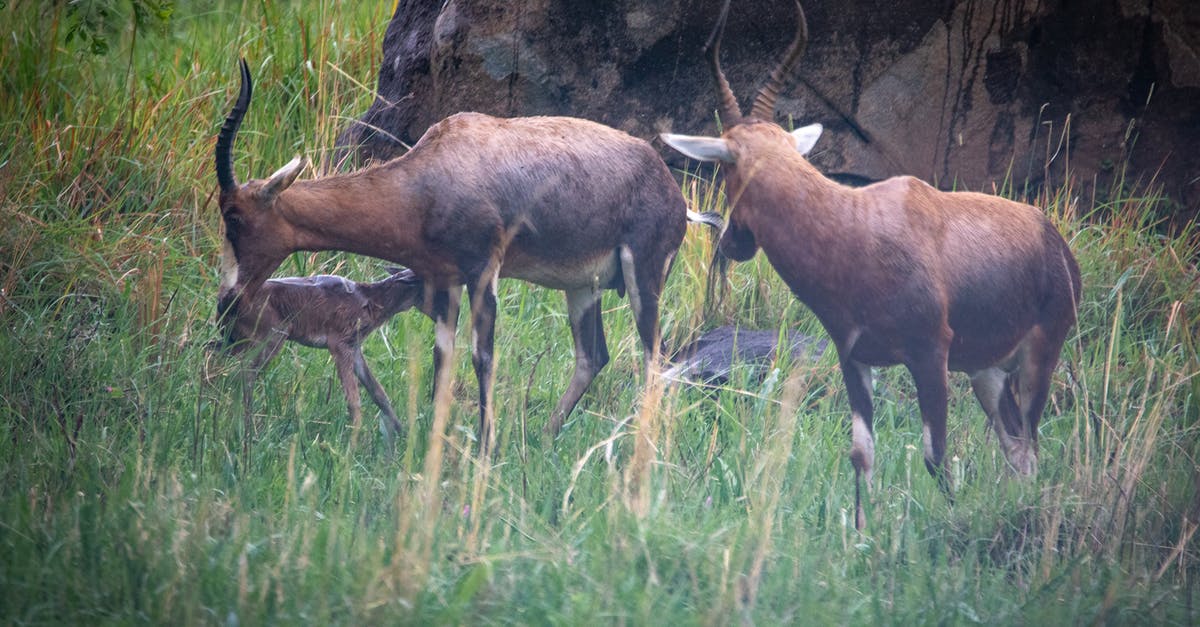 Moose horn from Sweden to UK? - Brown Deers on Green Grass