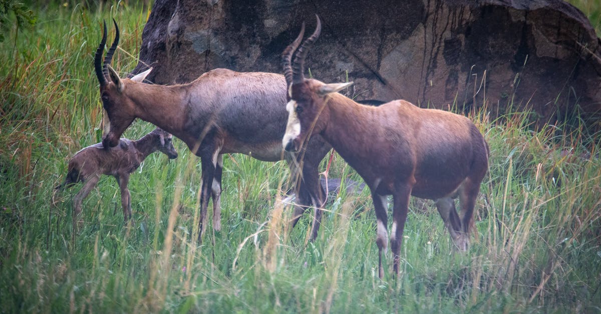 Moose horn from Sweden to UK? - Brown Deers on Green Grass