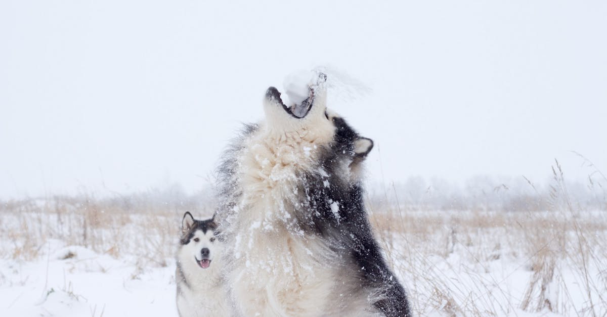 Mosquito season in Swedish Lapland - White and Black Siberian Husky on Snow Covered Ground