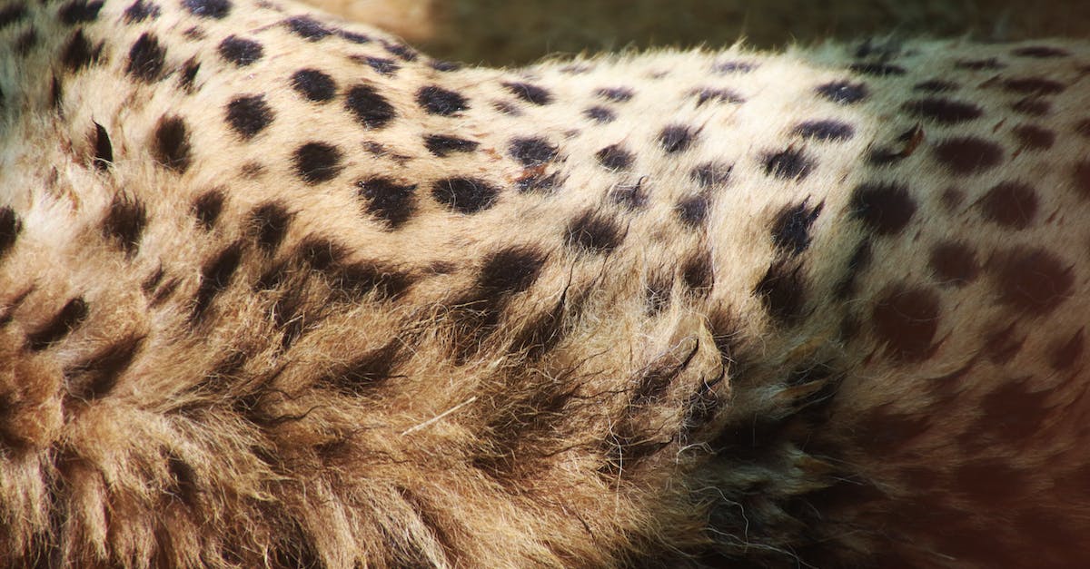 Most luxurious Bars/Lounges and overall night spots in South Africa [closed] - Closeup Photo of Cheetah